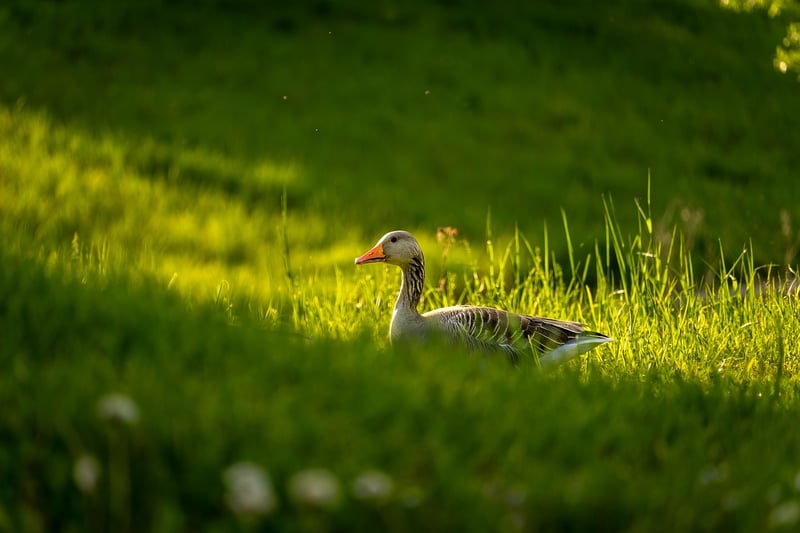 Feet on grass, grounding